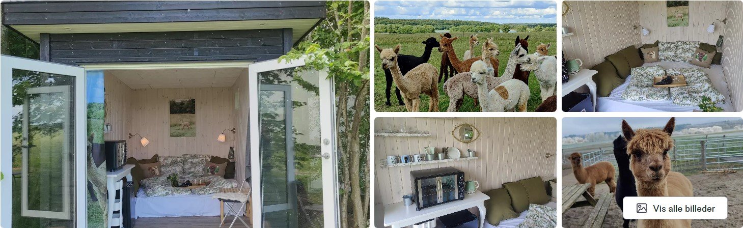 romantisk glamping i alpaca park