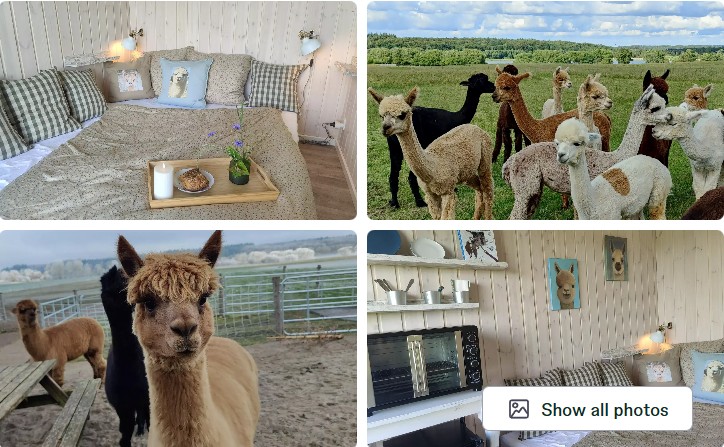 bo i en alpaca park - glamping 2