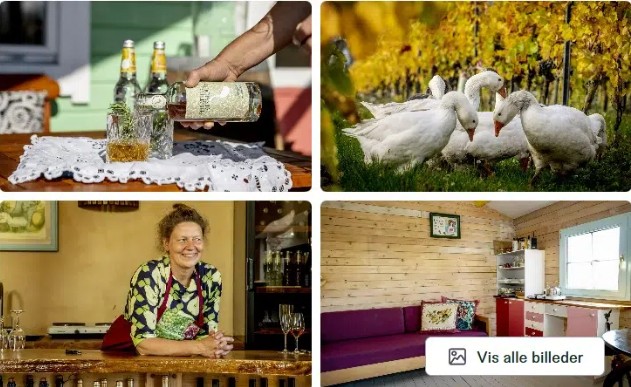 vingårdshytte på fejø - solaris hytten - glamping 2
