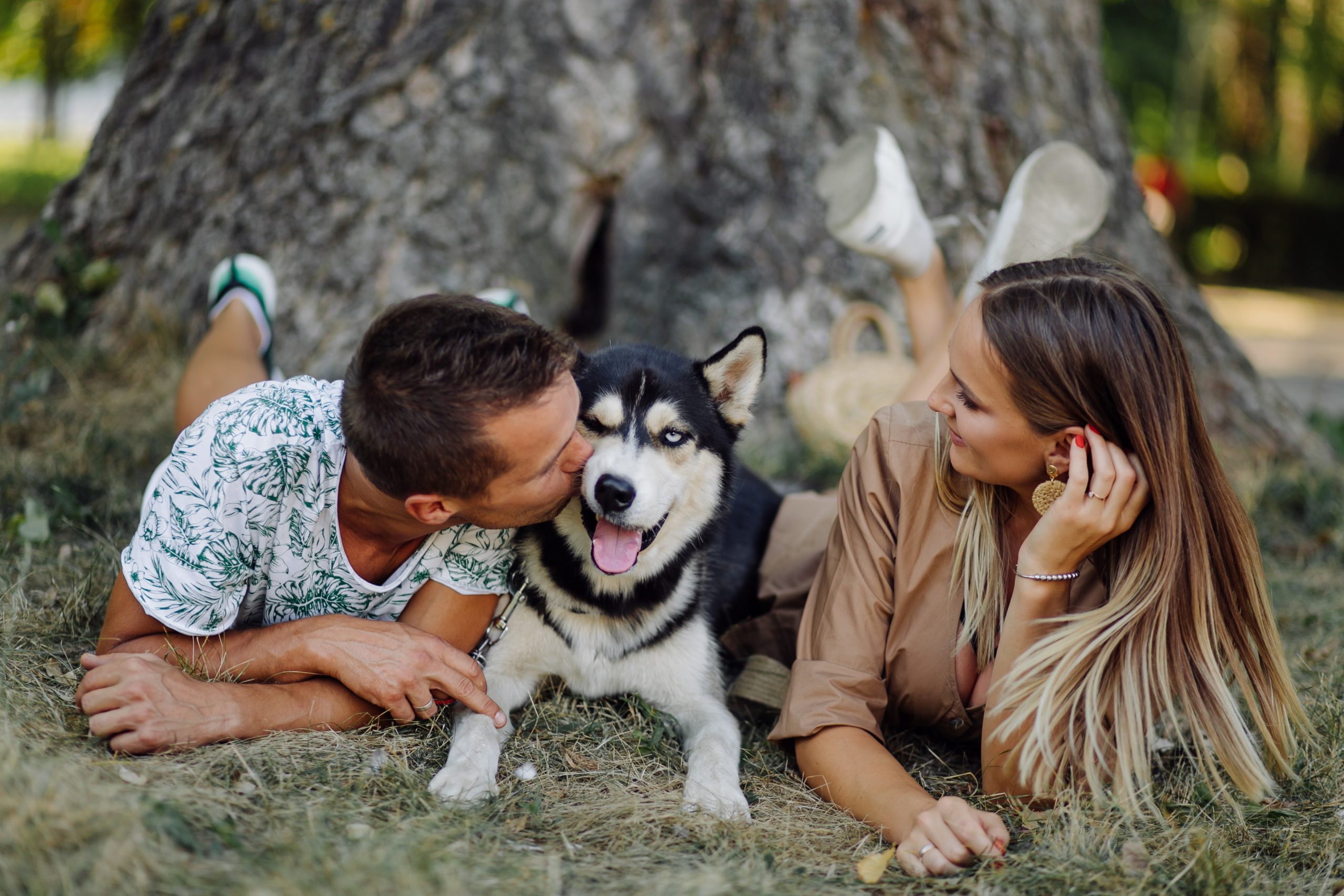 En husky hund der er med på ferie